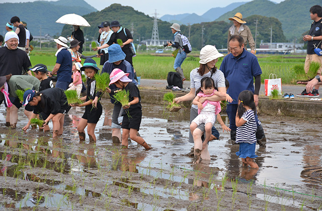 田植え体験の写真