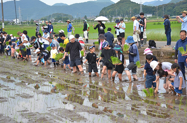 田植え体験の写真