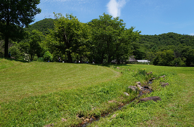 自然遺産の森の風景の写真
