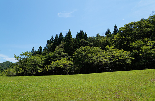 自然遺産の森の風景の写真