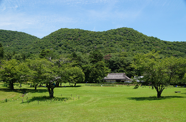自然遺産の森の風景の写真