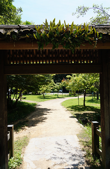 自然遺産の森の風景の写真