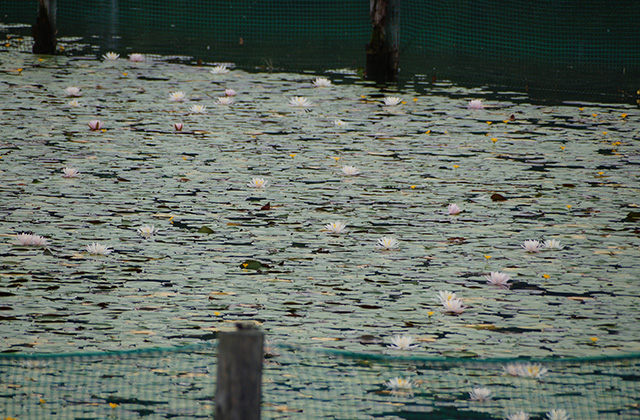 苧ヶ瀬池のツバメの写真