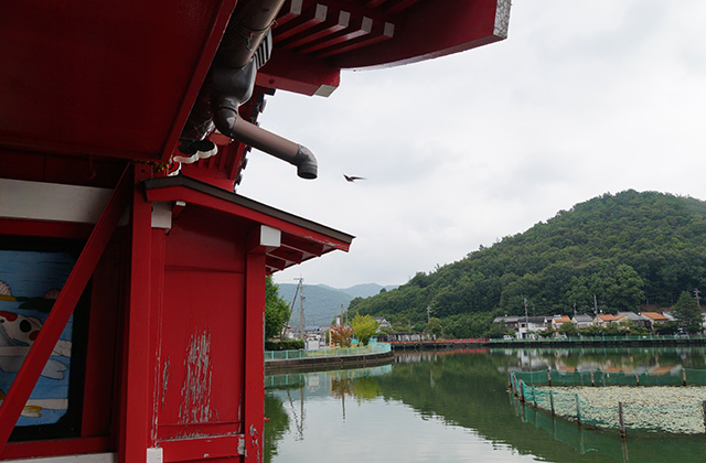 苧ヶ瀬池のツバメの写真