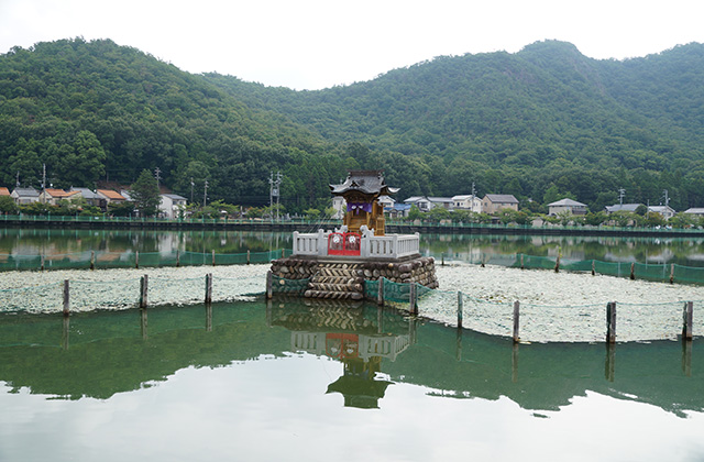 苧ヶ瀬池のツバメの写真