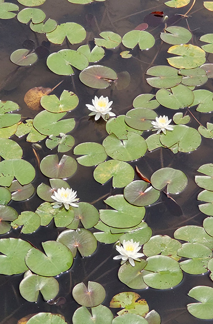 蘇原自然公園の写真