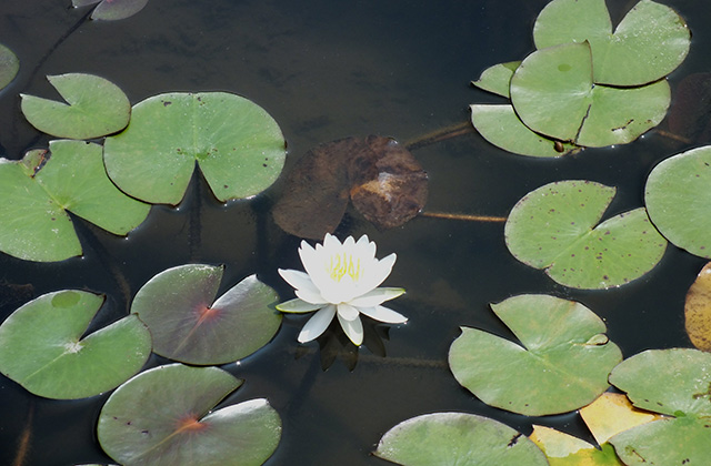 蘇原自然公園の写真