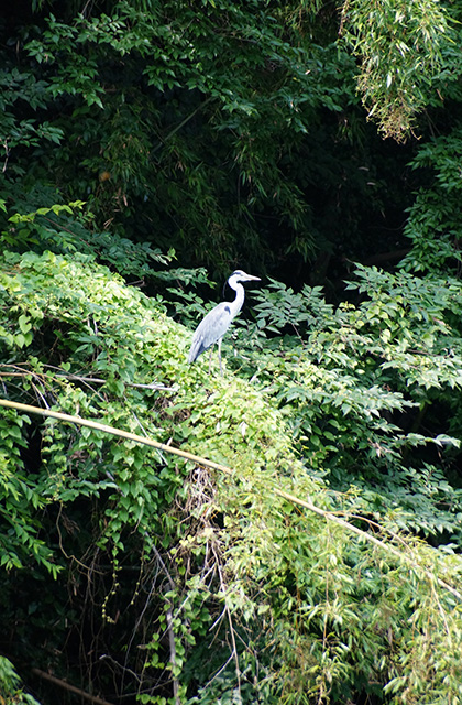 河跡湖公園の写真