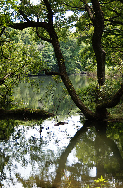 河跡湖公園の写真