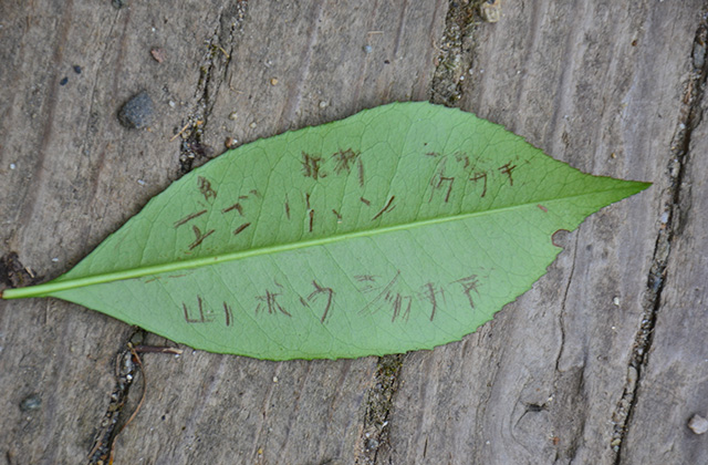 親子自然体験講座「柳沢先生と歩く夏の植物観察会」の写真