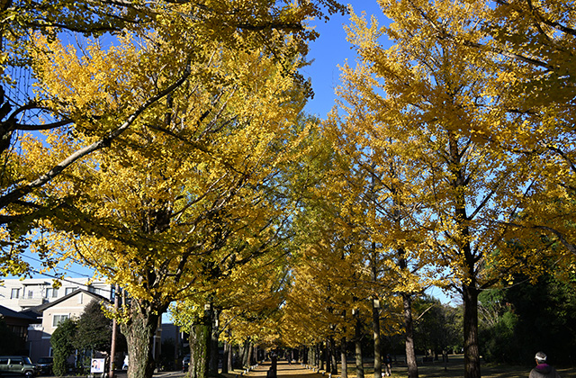 学びの森のイチョウの写真