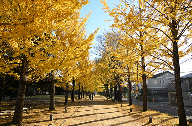 学びの森のイチョウの写真