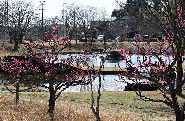 蘇原自然公園の梅の写真