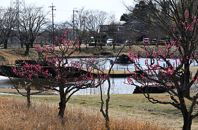 蘇原自然公園の梅の写真