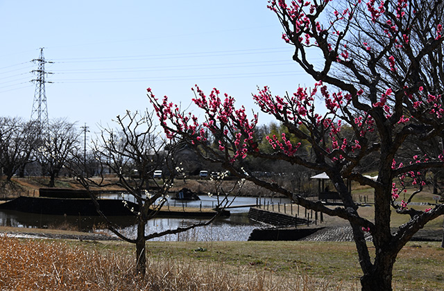蘇原自然公園の梅の写真