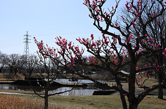 蘇原自然公園の梅の写真