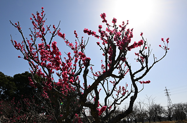 蘇原自然公園の梅の写真