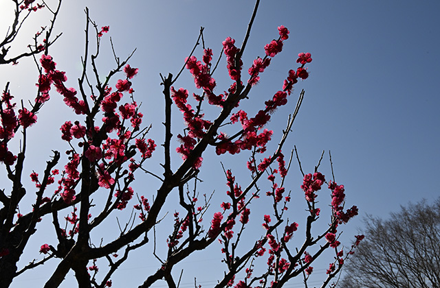 蘇原自然公園の梅の写真