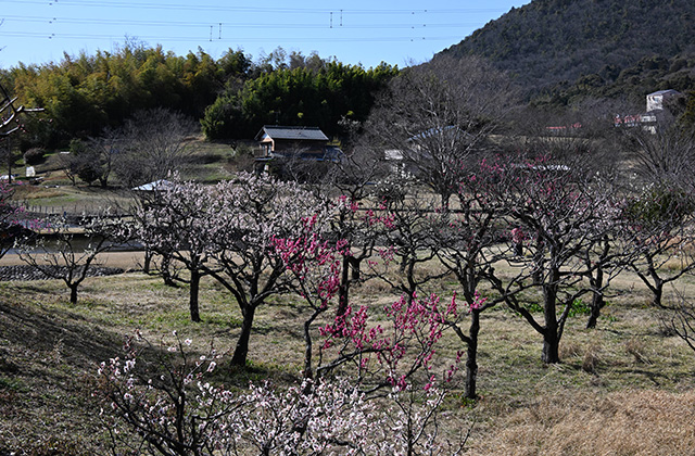 蘇原自然公園の梅の写真