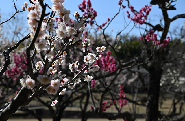 蘇原自然公園の梅の写真