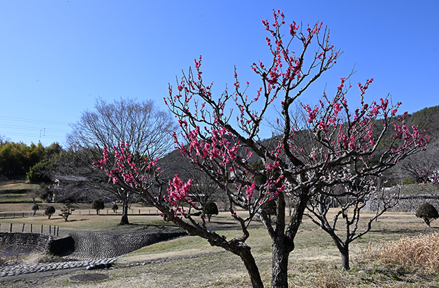 蘇原自然公園の梅の写真