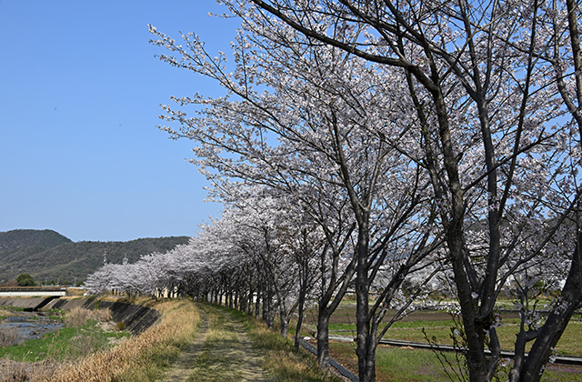 新境川堤の桜並木の写真