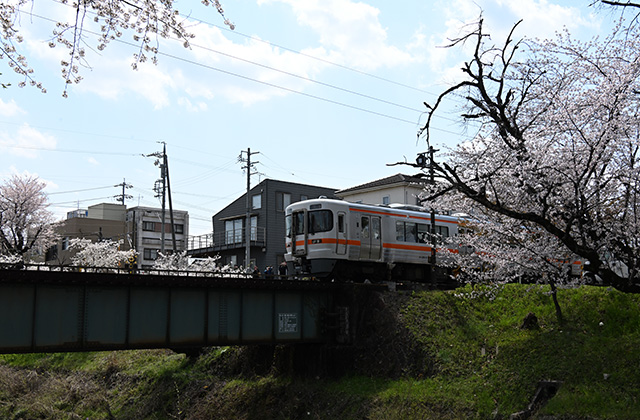 新境川堤の桜並木の写真