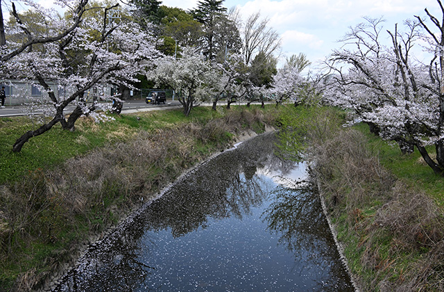 新境川堤の桜並木の写真