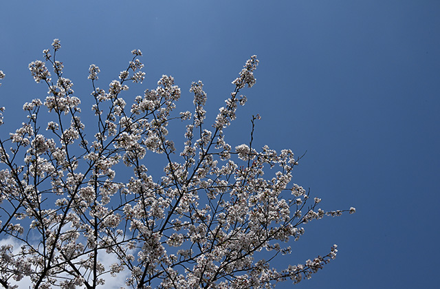 新境川堤の桜並木の写真