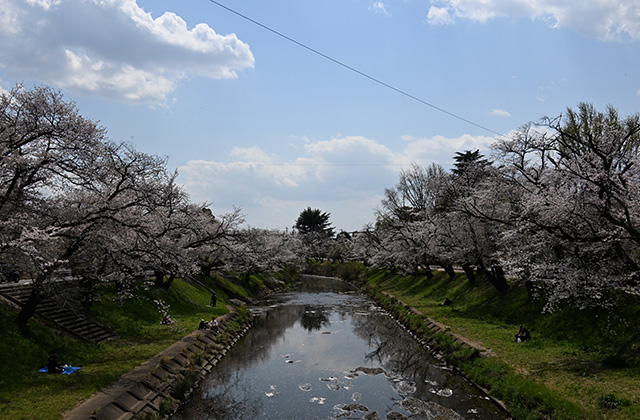 新境川堤の桜並木の写真