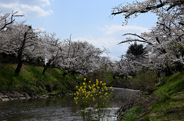 新境川堤の桜並木の写真