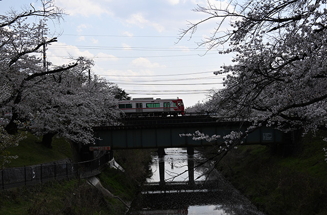 新境川堤の桜並木の写真