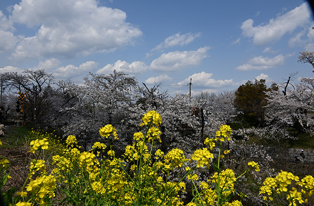 新境川堤の桜並木の写真