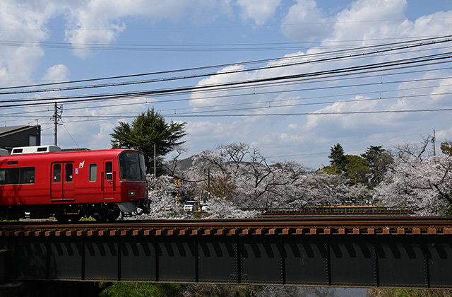 新境川堤の桜並木の写真