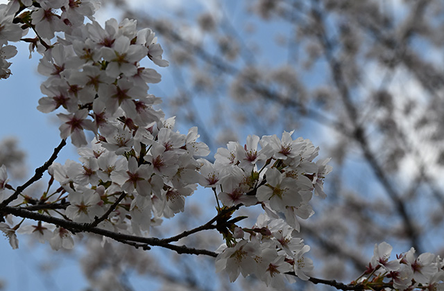 新境川堤の桜並木の写真