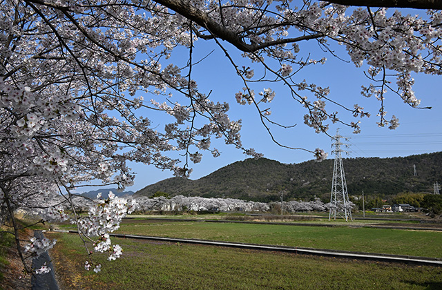 新境川堤の桜並木の写真
