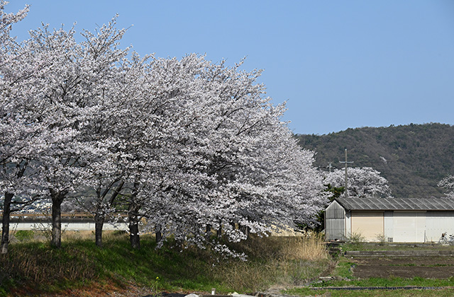 新境川堤の桜並木の写真