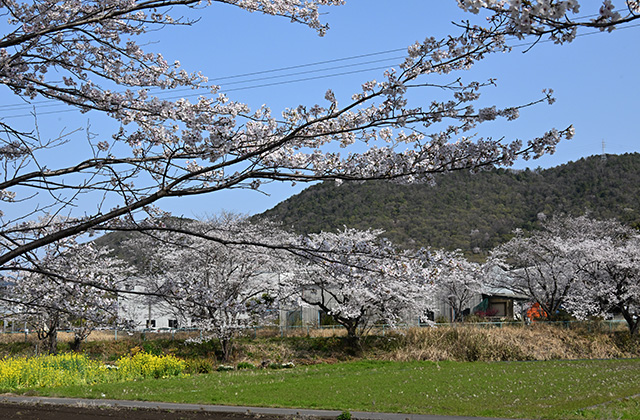 新境川堤の桜並木の写真