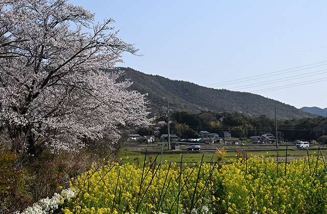 新境川堤の桜並木の写真