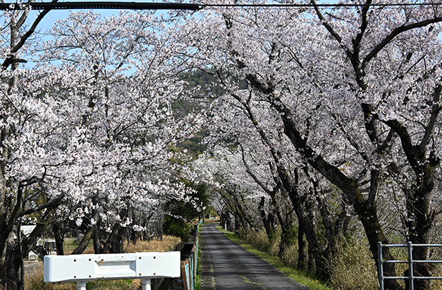 新境川堤の桜並木の写真