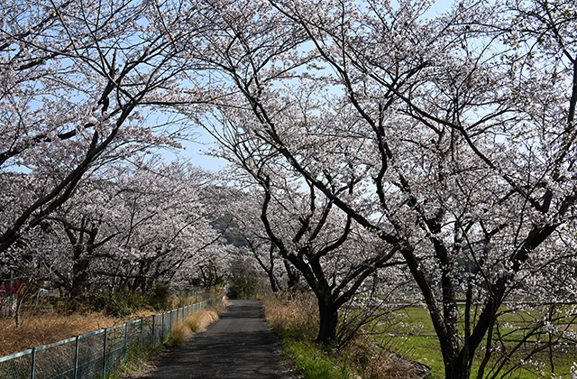 新境川堤の桜並木の写真
