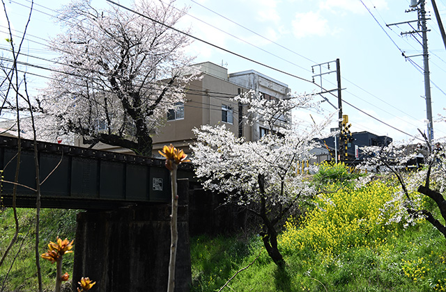 新境川堤の桜並木の写真