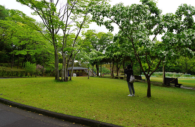 各務原公園のシジュウカラの写真