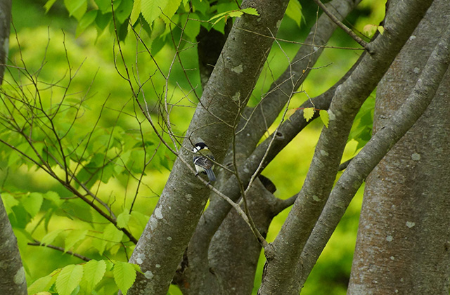 各務原公園のシジュウカラの写真