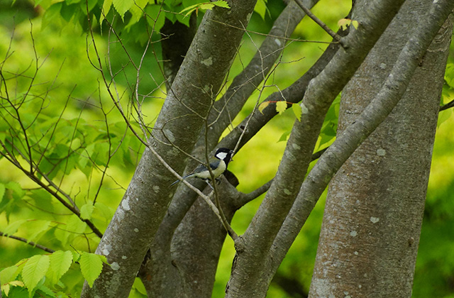 各務原公園のシジュウカラの写真
