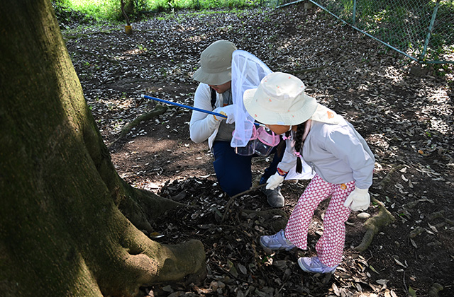 親子で楽しもう！真夏の虫とり体験の写真