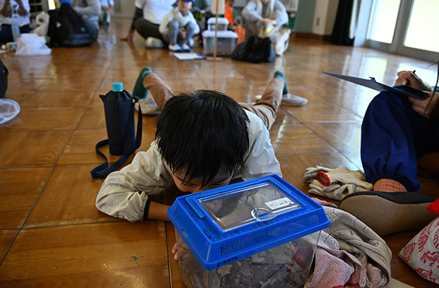 親子で楽しもう！真夏の虫とり体験の写真