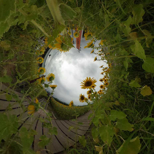 はたけサロンのひまわりの写真