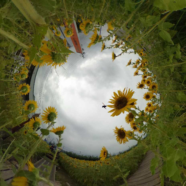 はたけサロンのひまわりの写真