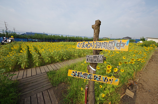 はたけサロンのひまわりの写真